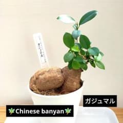 ガジュマル 幸せを呼ぶ木 大きめ プラ鉢&プランツタグ付き №1 - メルカリ