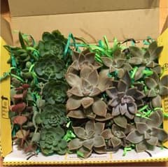 しそ様専用のサムネイル