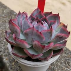おらいさん✡️044龍鱗蓮華✡️大株 ミックスベリア 多肉 抜き苗 充実株 m23740389022_1.jpg?1772864413