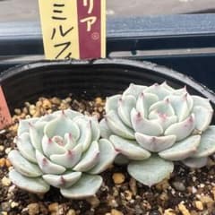 ミックスベリア スノーミルフィーユ 2苗 おらいさん苗 多肉植物 - メルカリ