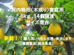 本日最終値下げしました 河内晩柑 木成り 家庭用 8kg サイズ混合 熊本産のサムネイル