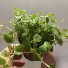 ペペロミアジェミニのサムネイル