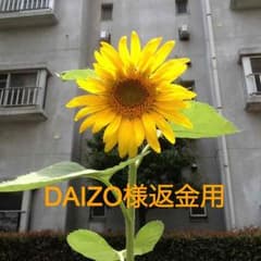 返金のサムネイル