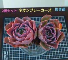 ⑤多肉植物エケベリア【ネオンブレーカーズ】2苗セット 抜き苗