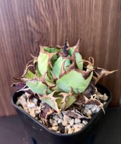 アガベ チタノタ USFO-076 2 Agave 悪魔 ブツブツ アガベ チタノタ USFO-076 Agave 悪魔 ブツブツ - メルカリ