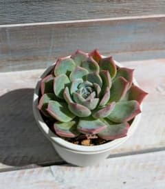 ケッセルリンギアナ×ラウレンシス☆実生苗☆交配苗☆多肉植物☆エケベリアのサムネイル