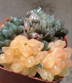 多肉植物 ハオルチア 藤乙オブツーサ錦 群生 鮮明錦 超美品 - メルカリ