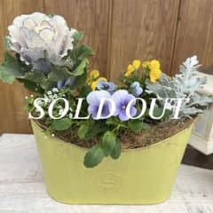 ほっこり冬カラーの寄せ植え - メルカリ