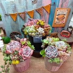 くすみカラーブリキポット3点*そのまま飾れる多肉植物の寄せ植え G