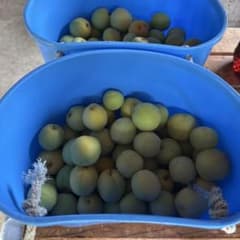 朝取れ　豊後梅　青梅　北海道M〜3Lバラ2kgのサムネイル