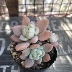多肉植物　プロリフィカ×ラウイのサムネイル