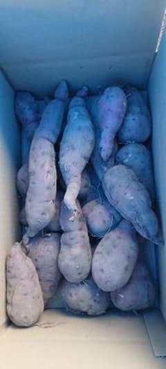 新鮮 さつまいも 茨城県産 掘りたて泥付き　MLサイズ 5kg(実量4.6kg)のサムネイル