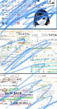 【薬剤師国家試験】暗記まとめ(薬ゼミ1年コースメモ含む)国試落ち→1年で＋60点 薬剤師国家試験】暗記まとめ(薬ゼミ1年コースメモ含む)国試落ち→1年で