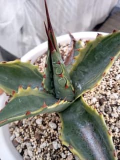 アガベ モンタナ ティファニー オリザバ リップルエフェクト