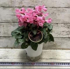 ①持田園芸さん ガーデン シクラメン 苗 花鉢 ジックス ピンク 底面