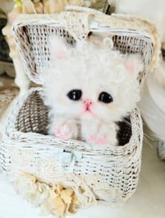 セルカーレックス子猫♡キラちゃん♡癖っ毛♡アートドール♡ぬいぐるみ♡ くるくる癖っ毛♡セルカークレックス子猫♡マミーちゃん♡アートドール
