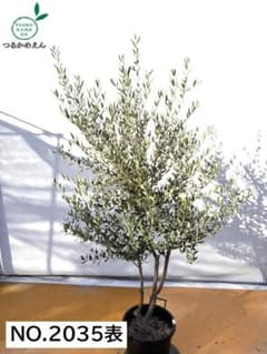 オリーブの木　コレッジョラ　約200cm　NO.2035　大型　現品掲載 オリーブの木 コレッジョラ 約200cm NO.2035 大型 現品掲載 - メルカリ