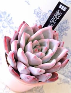 コロラータ(堀川2)×宮田コロラータ札付きポットごとメルカリ便SSSさん