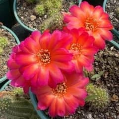 花サボテン【白檀】、カキコ_601_1975 - メルカリ