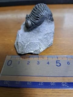三葉虫 ホラドプス メソクリスタータ 化石のサムネイル