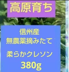 北信州産 無農薬柔らかクレソン 380gのサムネイル