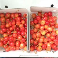 訳あり含む美品♡やまがたのさくらんぼのサムネイル