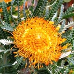 よ*い様 バンクシア・フォルモサ　Banksia formosa 苗 よ*い様 バンクシア・フォルモサ Banksia formosa 苗 - メルカリ