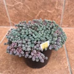 多肉植物　セダム　パープルヘイズ 20カットのサムネイル