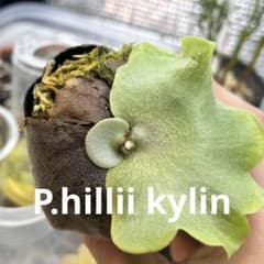 ビカクシダ ヒリー キリン【子株】 - メルカリ