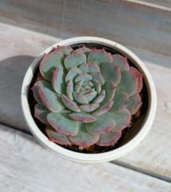 ハルビンゲリサンチェスメヨラダエ×ラウレンシス☆③☆実生苗☆交配苗☆多肉植物☆のサムネイル