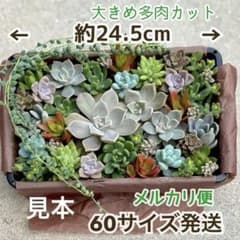 多肉植物 大きめ 朧月 他 15種類 カット セットのサムネイル
