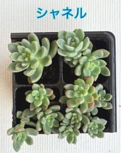 多肉植物】シャネル エケベリア 4苗 ぬき苗♪ おまけ付き - メルカリ