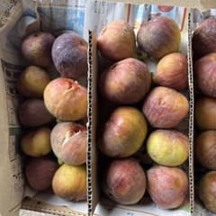 イチヂク（蓬莱柿）　配送エリア限定　翌日の午前中お受け取り可能な方のサムネイル