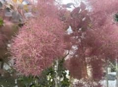 スモークツリー 切り花 グレース フレッシュ 10本 訳ありのサムネイル