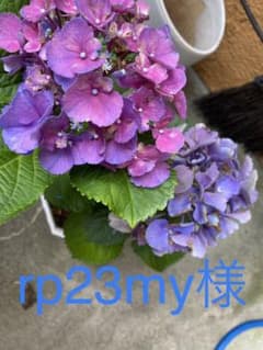 rp23my様　☆専用☆のサムネイル