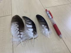 トビの羽根 3枚セットのサムネイル