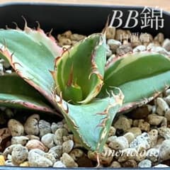 錦フェア【鉢ごと発送】活着済み 美株 アガベ チタノタ BB錦 白