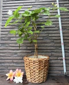 ピカケ　マツリカ　ジャスミン　花芽つき２本寄せ植えのサムネイル