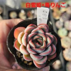大人気！毒りんご交配♪ 実生苗 白雪姫×毒りんご（自家交配) 多肉植物