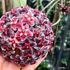 レア　珍種ホヤ　Hoya Uniflora サクララン レア 原種 ホヤ プビカリクス 大輪 サクララン 鉢花 吊鉢 インドア