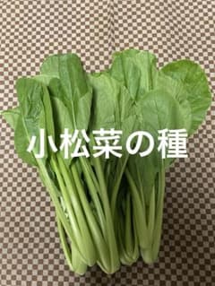 無農薬栽培　２０２５年採取 小松菜の種２００粒以上のサムネイル