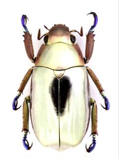 希少 アウリガサスプラチナコガネ 標本 希少 アウリガサスプラチナコガネ 標本 - メルカリ