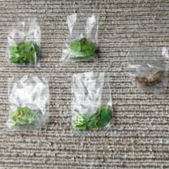 原色図鑑シリーズの原色擬態昆虫のサムネイル