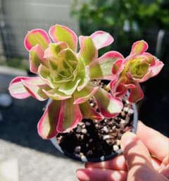 多肉植物。ピンクの魔女。法師錦抜き苗4株 多肉植物 アエオニウム ピンク魔女法師錦 女妖 1株 土付き発送 - メルカリ