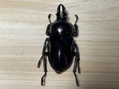 【CBF5】ニジイロクワガタ♂ 紫紺 ホワイトアイ 38.7mm 標本用死虫のサムネイル