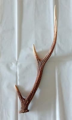 鹿の角　ニホンジカのサムネイル