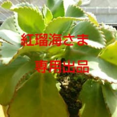お客さま専用出品です(*^^*)のサムネイル