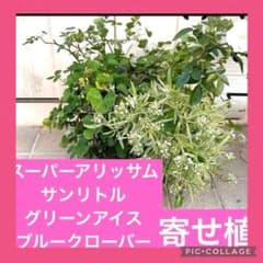 スーパーアリッサム、ブルークローバー、ミニバラサンリトル、ミニバラグリーンアイスのサムネイル