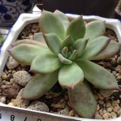 多肉植物，名前が分かりませんですのサムネイル
