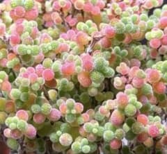 新入荷　ドロサンテマム　蜜橘 レア株　多肉植物　I0苗　根付き　鉢5cm ドロサンテマム 蜜橘 I苗 鉢5cm 根付き 鉢なし ミニ盆栽 - メルカリ